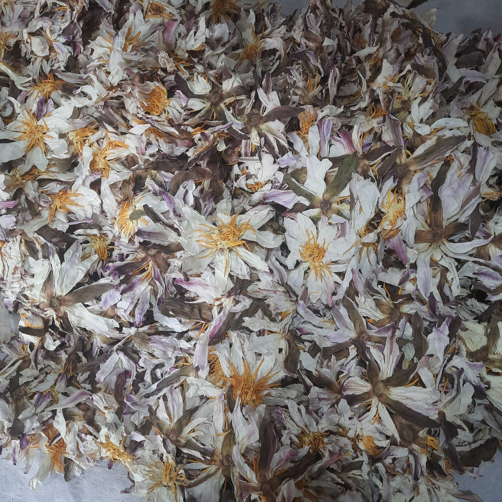 Dried White Lotus Flower Nymphaea Ampla 1 lb+ Organic Hand Picked Herb Tea