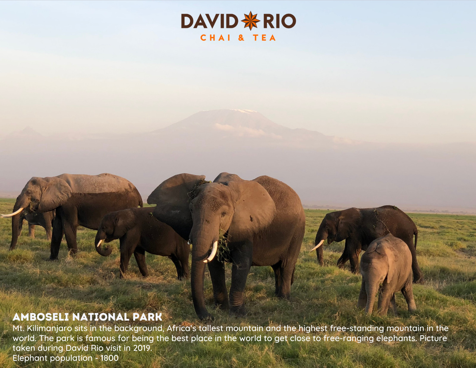 David Rio Elephant Vanilla Chai, Bulk, 4lb. Bag, New.