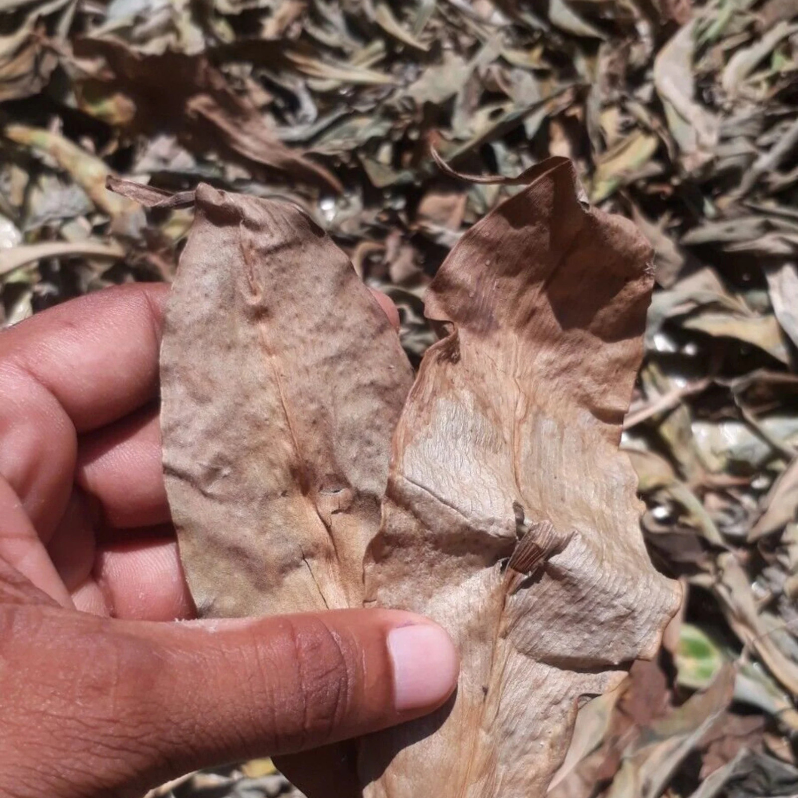 Dried Organic Insulin Plant Leaves Leaf ( Fiery Costus Igneus ) Thebu Herbal Tea