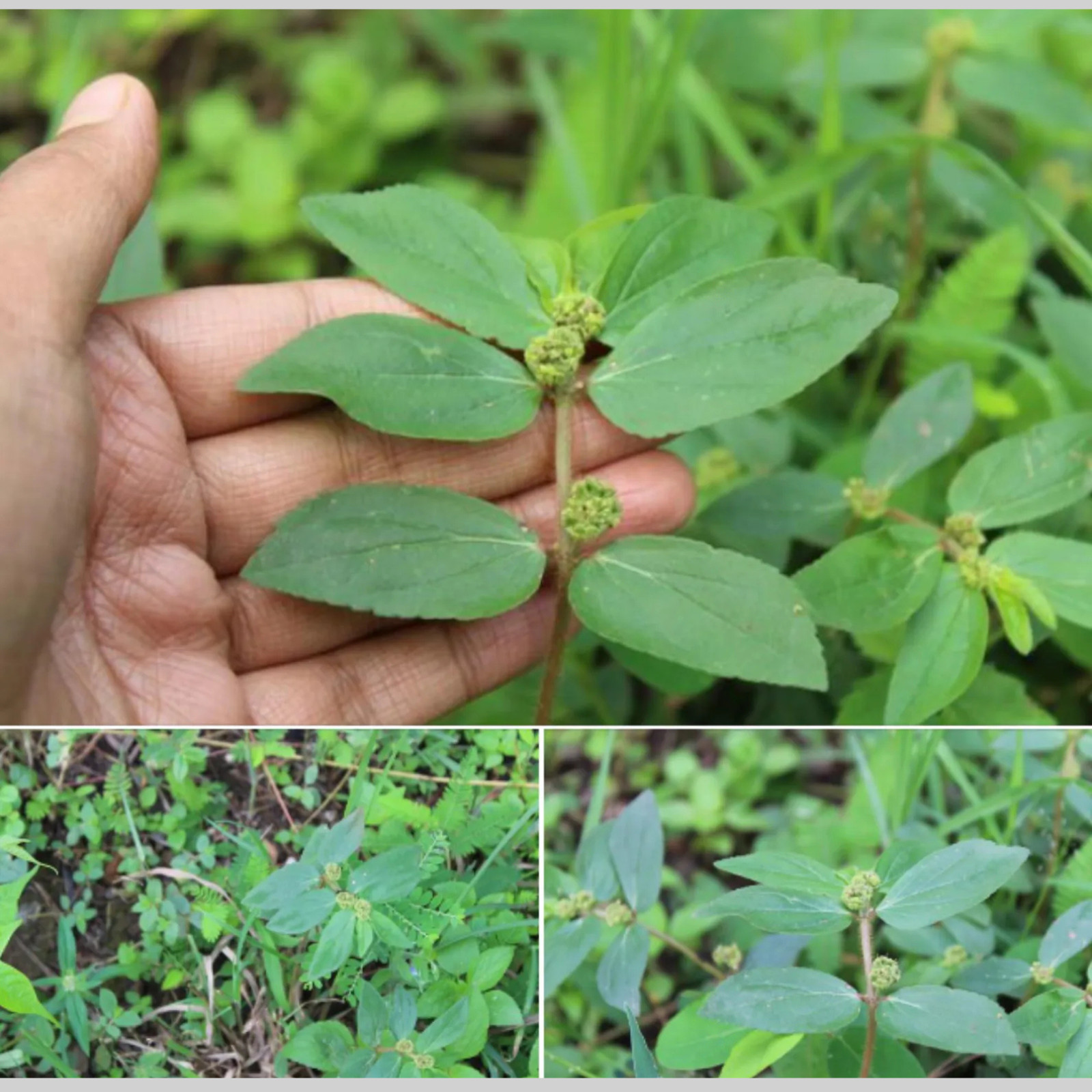 Organic Euphorbia Hirta 400g Dried Asthma Plant Herb Wildcrafted for Herbal Tea