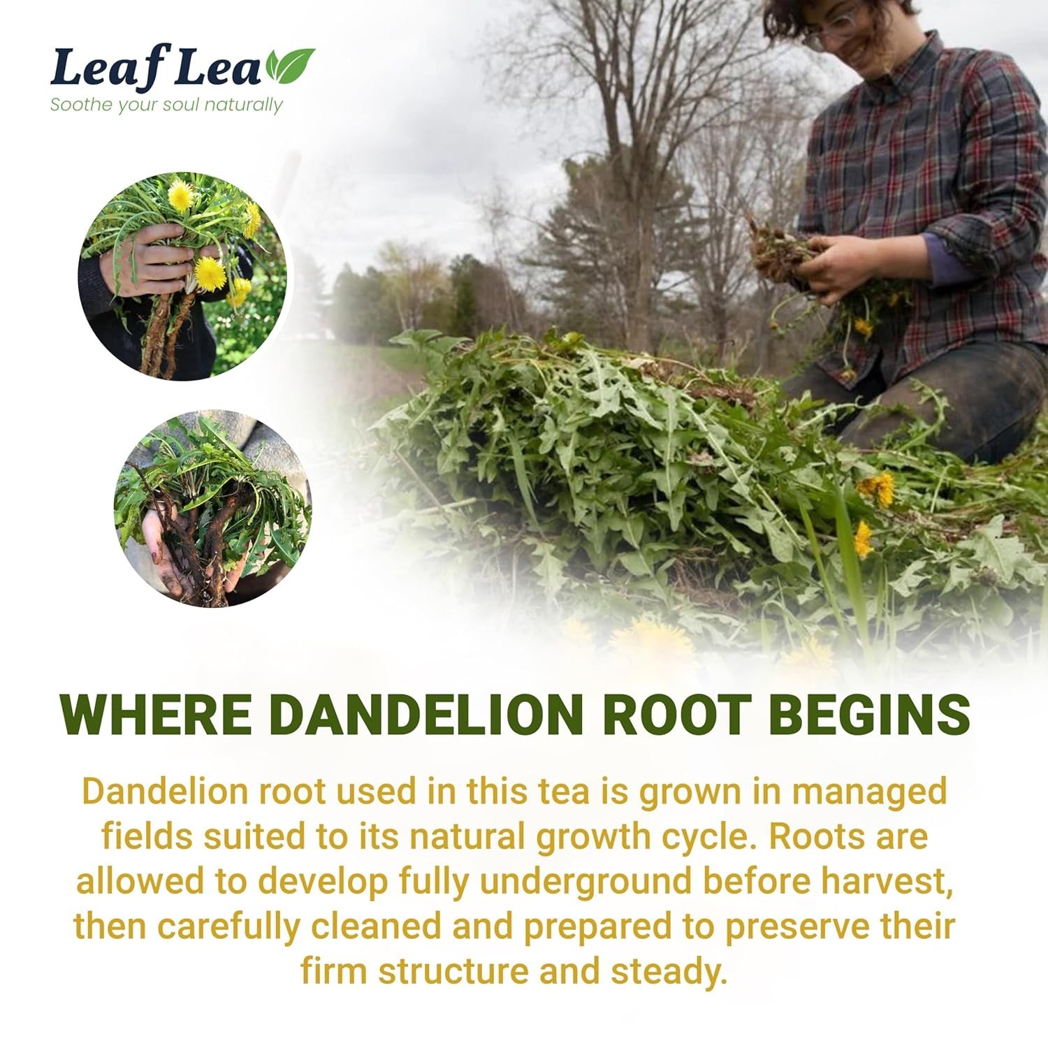 40 Count Dandelion Root Tea Bags – Earthy Flavor, Hand-Harvested Quality
