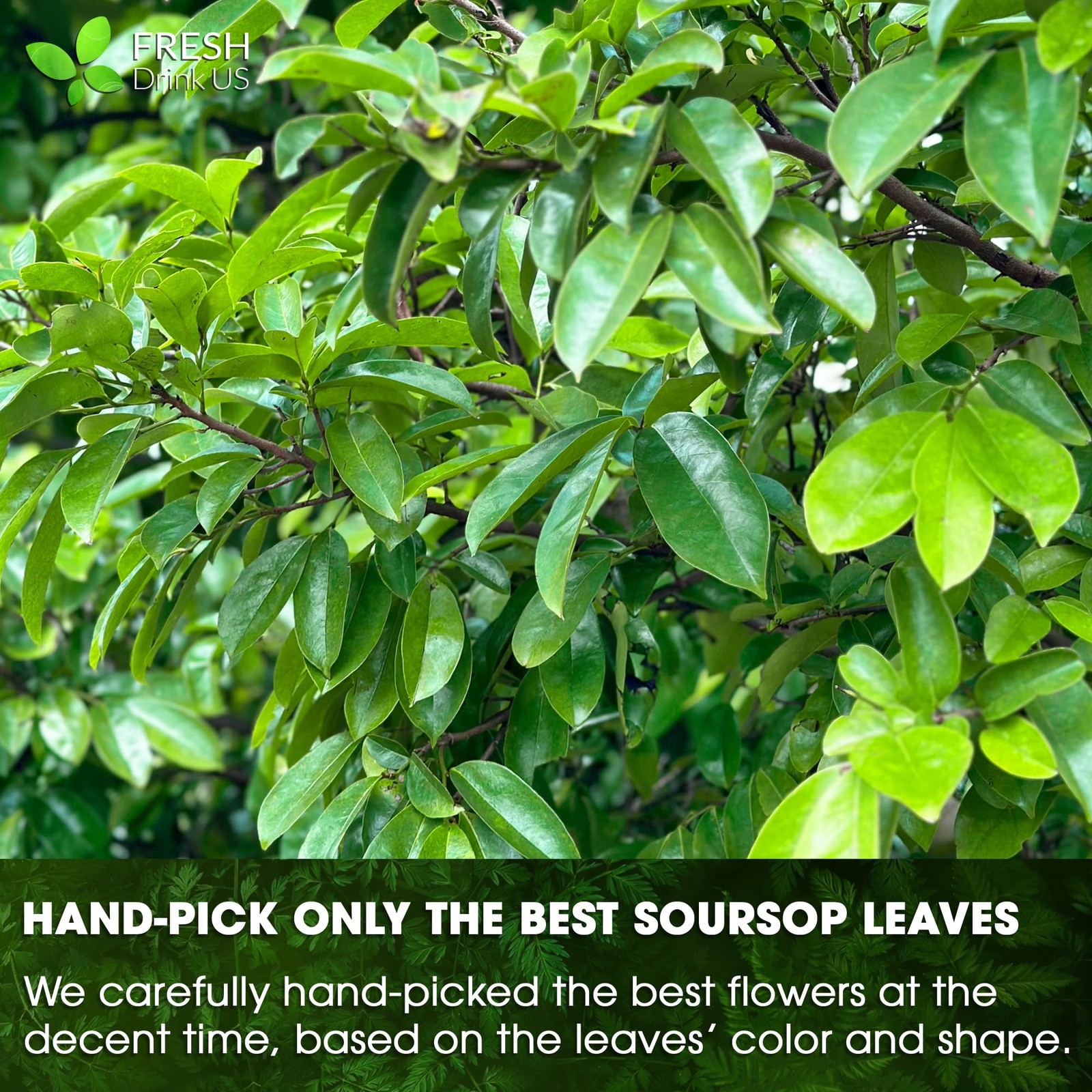 40 Soursop Graviola Leaf Tea Bags, 100% Natural and Pure from Soursop Leaves,