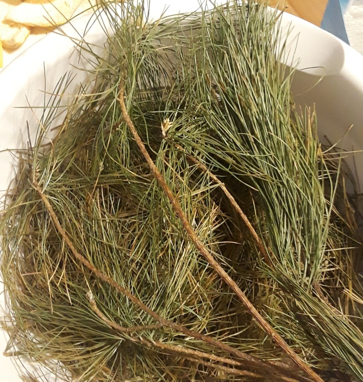 10 Pc LOT:BUY 3 GET 1 FREE Organic EASTERN WHITE Pine Needle Tea Bags Fresh Tree