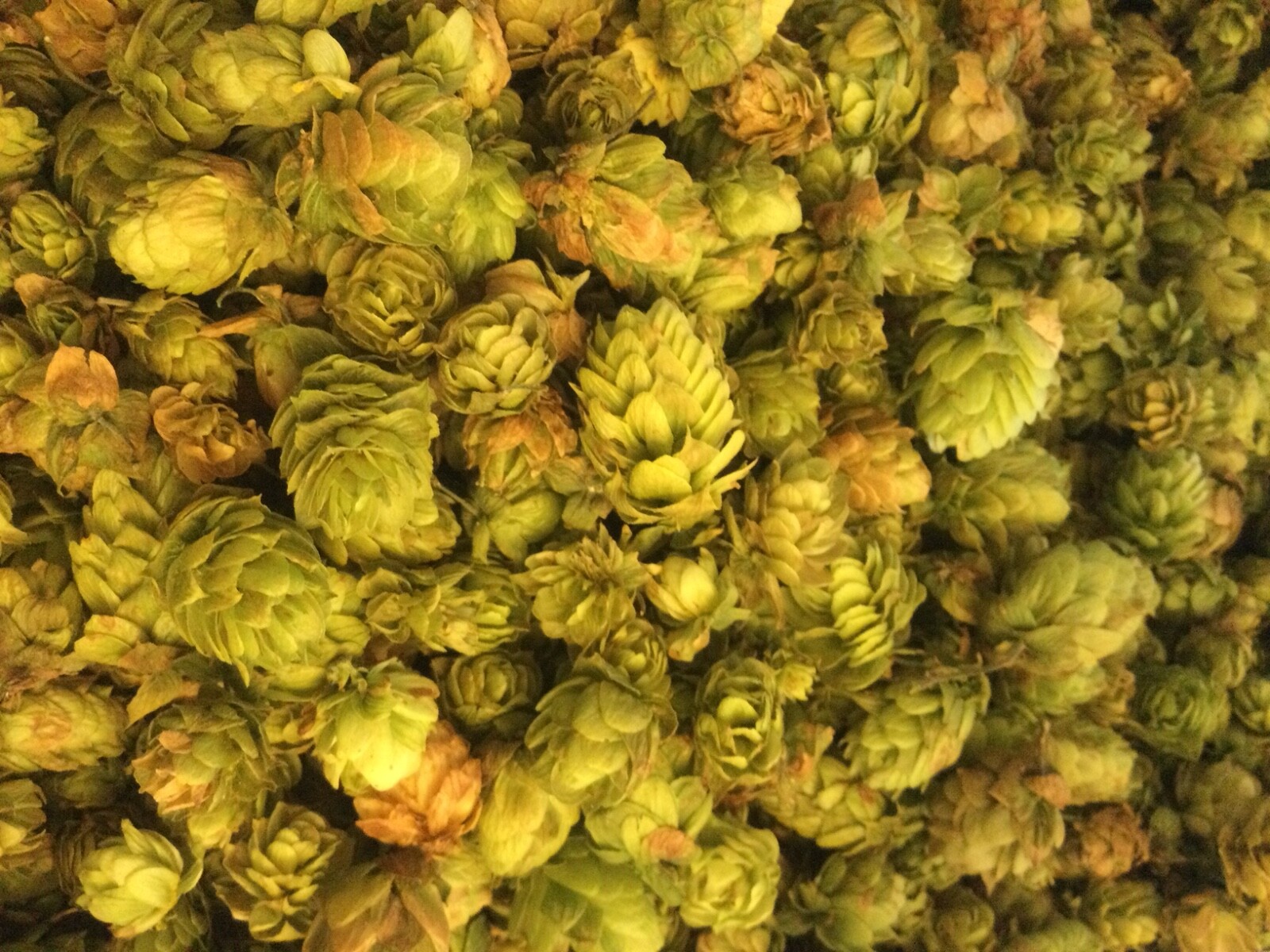 Whole Cascade Hops Flower Tea ~ Relaxing Calming Herbal Remedy ~ Non GMO ~ 1 Oz.