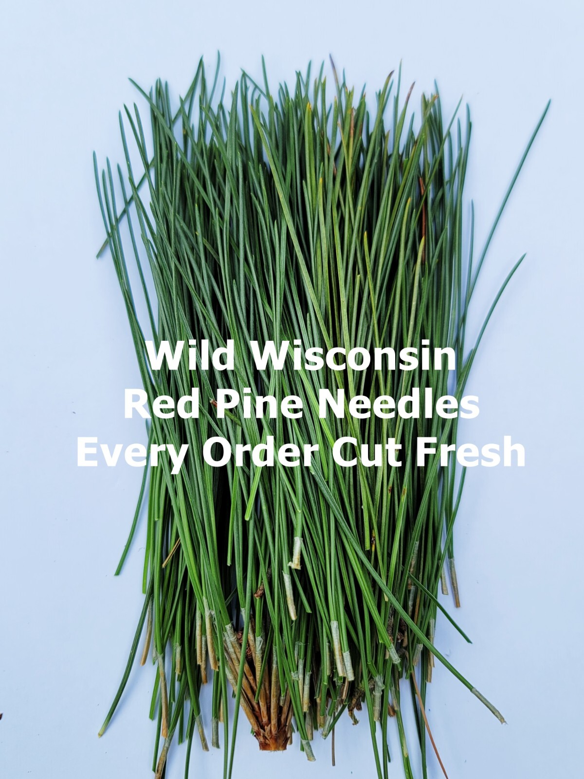 Red Pine Needles Organic Fresh Picked For Herbal Tea Wild Grown in Wisconsin