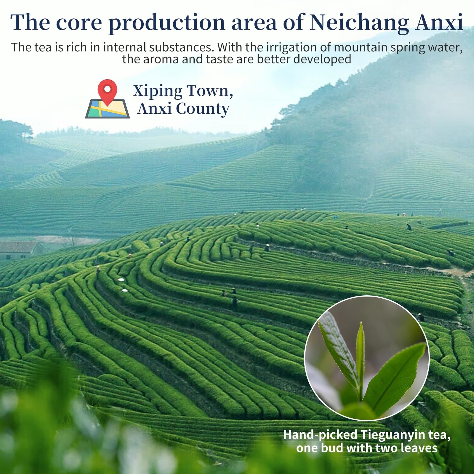XIXICHA Tie Guan Yin Tea Oolong Loose Leaf 128g/4.5oz 8g*16bags Tieguanyin Ch…