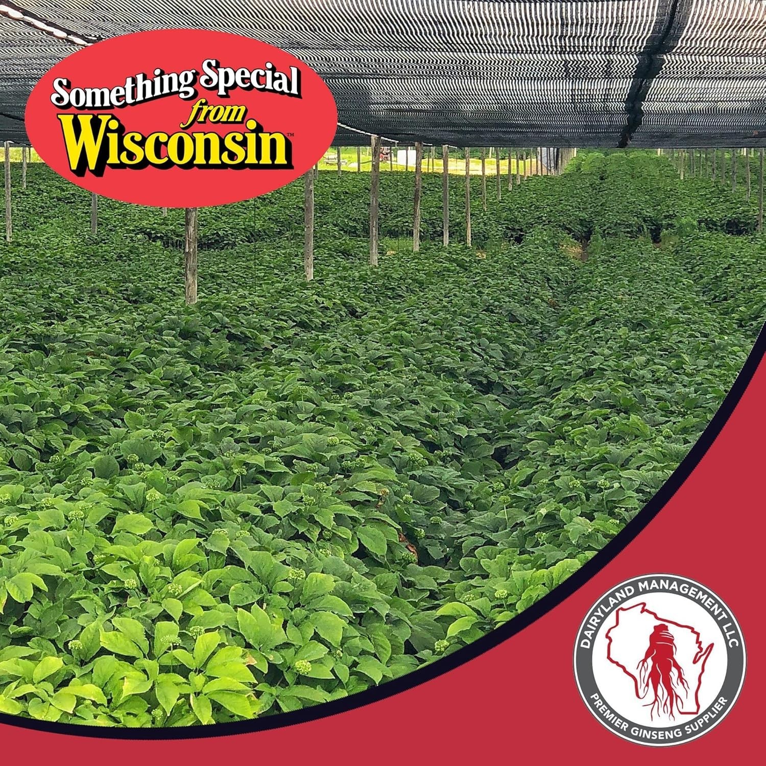 Authentic American Ginseng Tea Bags – 40 Count