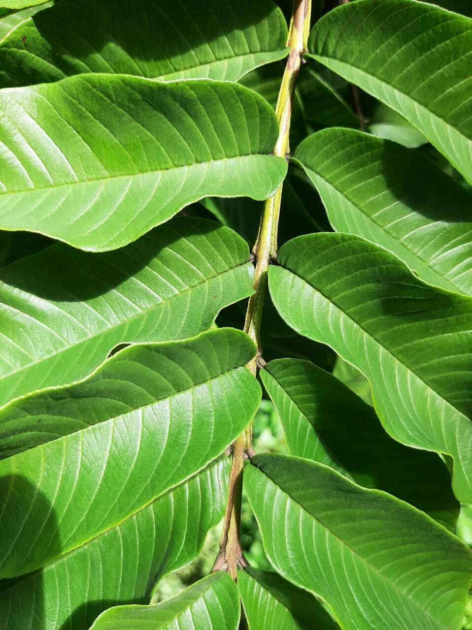 CEYLON DRIED GUAVA LEAVES GARDEN STOP HAIR LOSS TREATMENT FRESH GREEN DRY GUYABA
