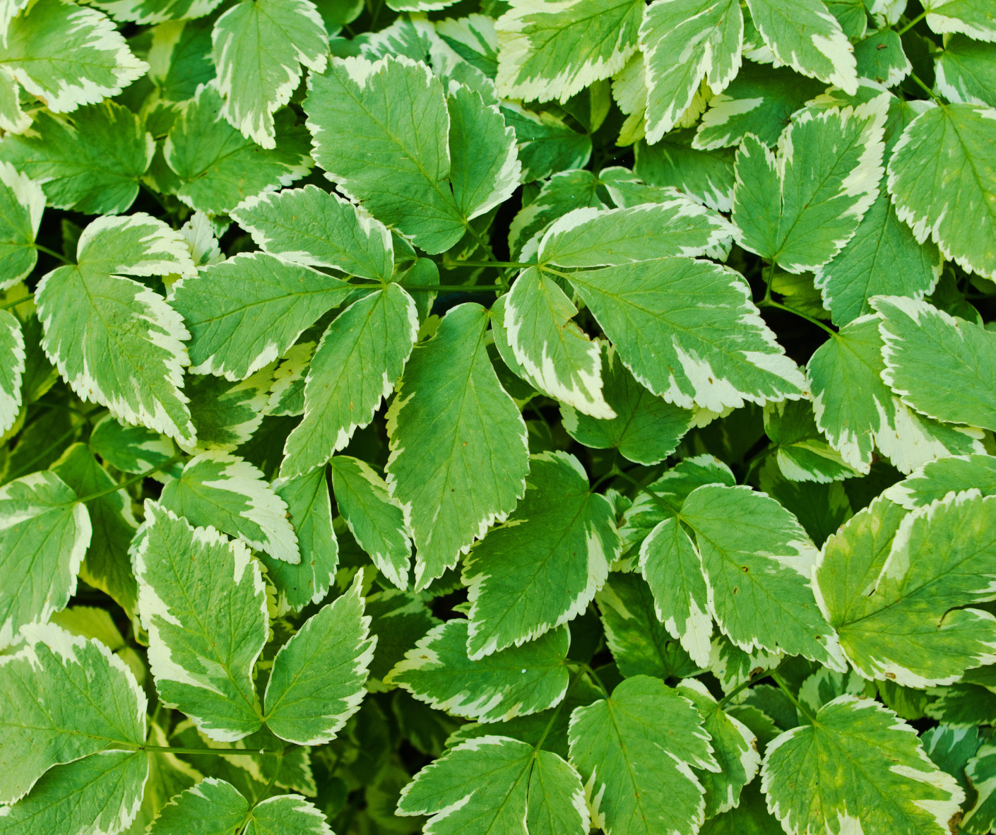 SEXUAL HEALING Herbal Tea