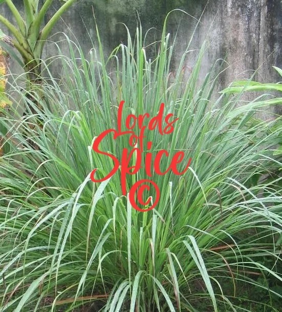 Bulk Lemongrass Tea Leaves Cut Lemon Grass tea Herb Organic 4oz USA