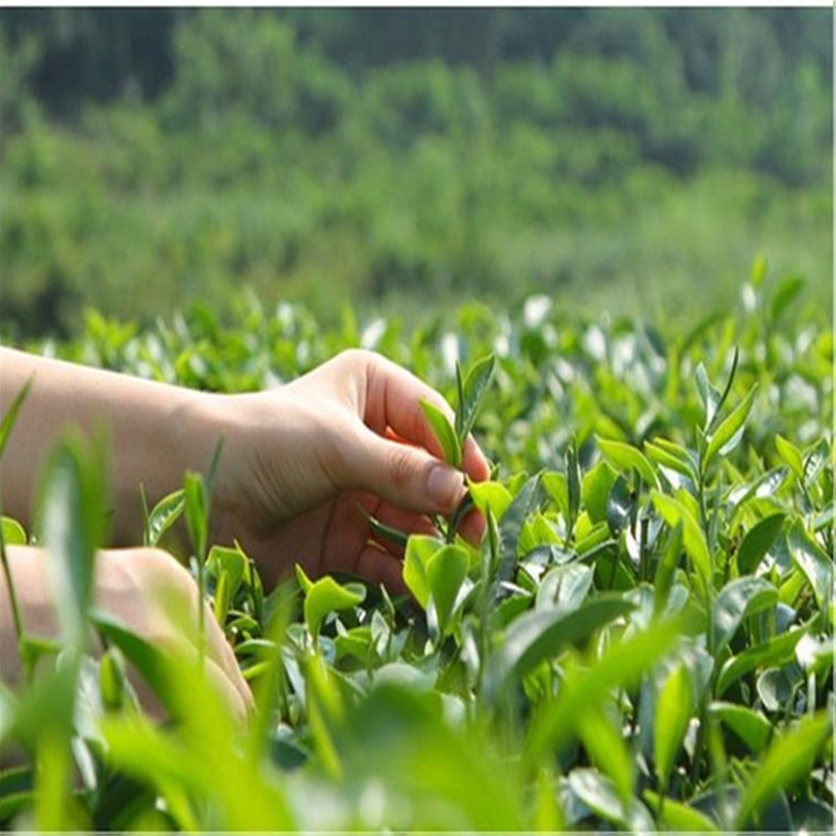 West Lake Longjing Green Tea Natural Herbal Energy Tea for Men Women 5A+ Grade