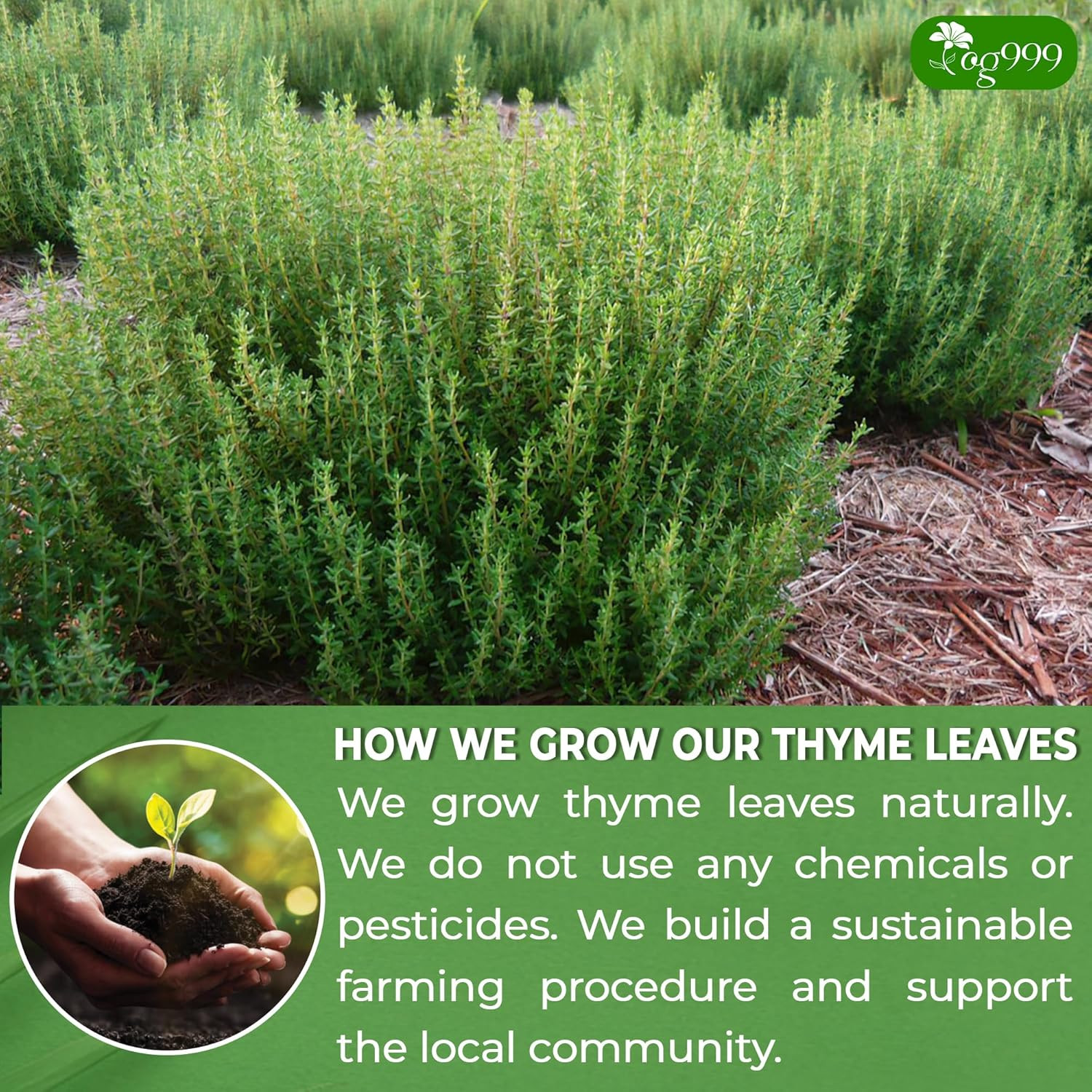 TOG999, Premium 40 Thyme Leaf Tea Bags, 100% Natural & Pure, Loose Leaf Herbal T
