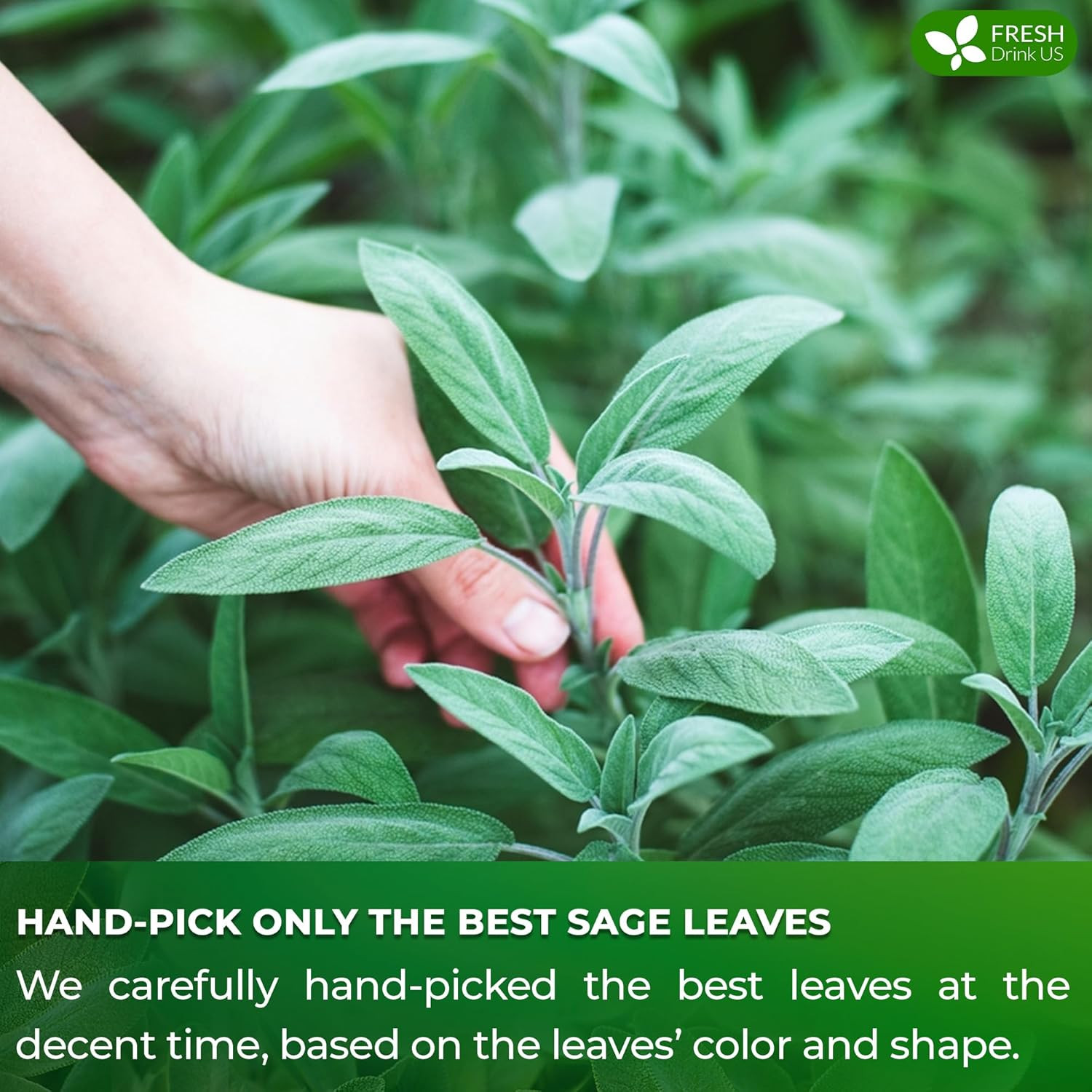 , Premium 75 Sage Leaf Tea Bags, 100% Natural & Pure from Sage Leaves. Loose Lea