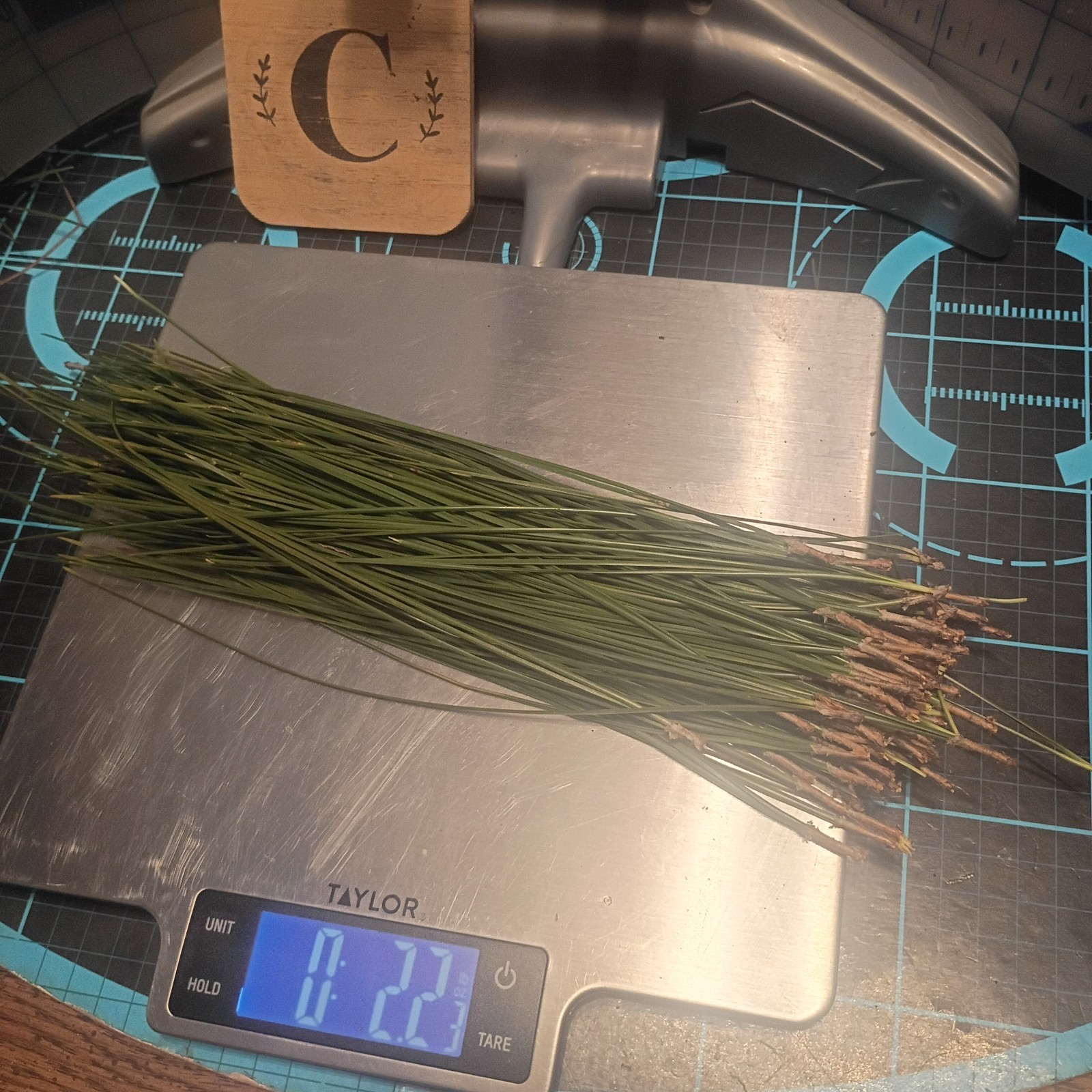 Organic Fresh picked Green Pine Needle Tea Infusion Tincture Remedy 2 Oz.