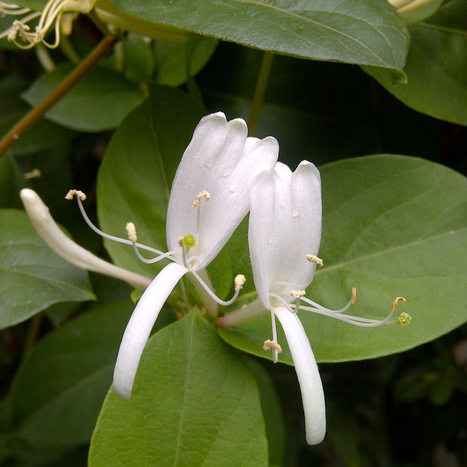 Honeysuckle Flower Tea Dried Herbal Tea Natural Blooming Floral Loose Leaf