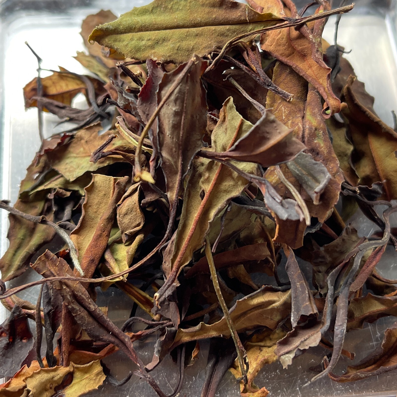 Taiwan indigenous wild tea,Liugui Tengzhi White Tea,38g*4