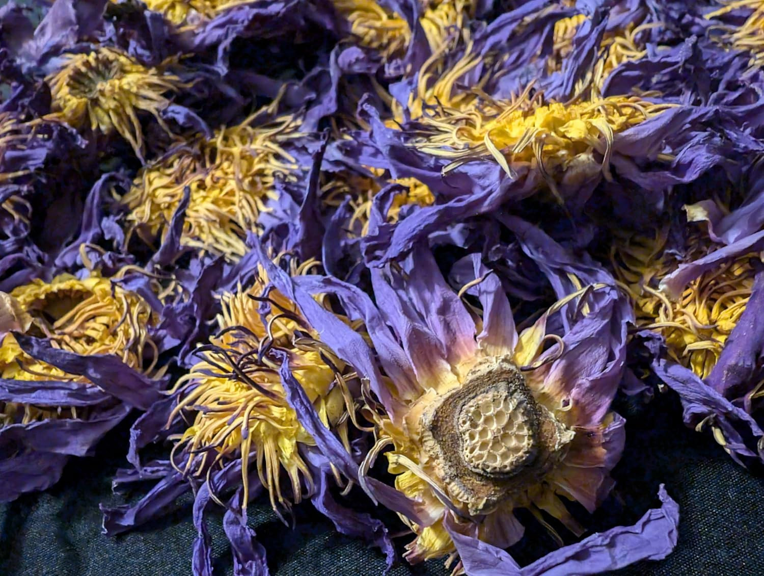 Lotus Flower Tea | ‘S Sesen | 1Oz Bag