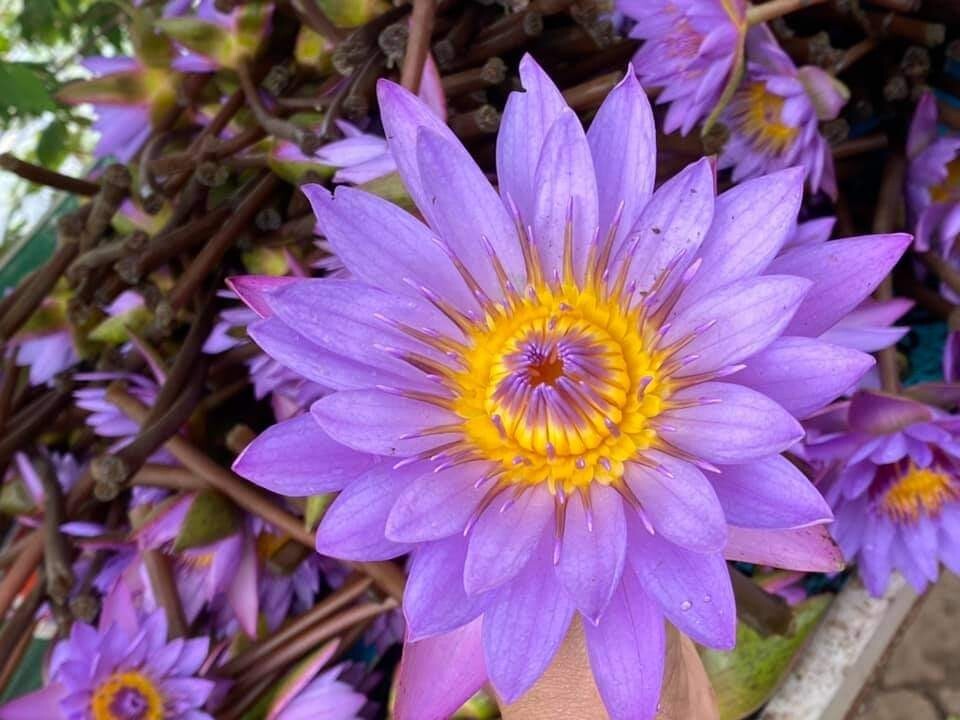 Blue lotus Flower| Dried Nymphaea caerulea Organic Natural Ceylon Herbal Tea 1oz
