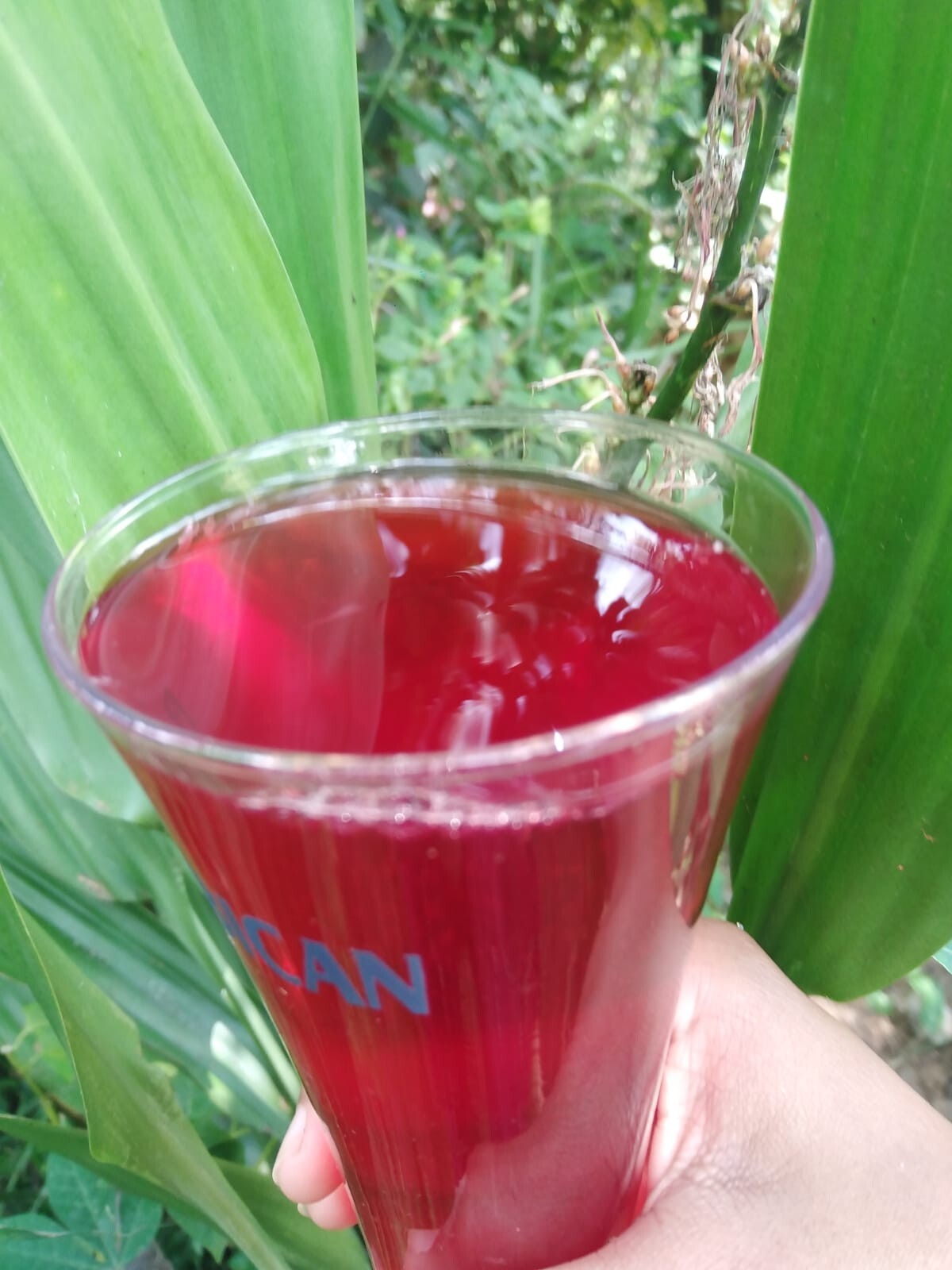 Hibiscus Dried Flower Organic Cut Flowers – Hibiscus Sabdariffa- 100% Premium