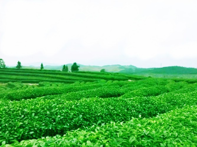 Super Jin Xuan Milk Oolong Tea 50g High Quality Green Tea Chinese Milk Tea