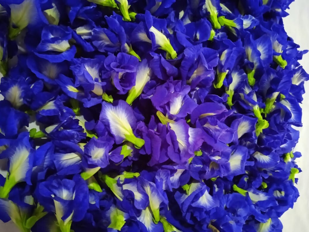 Butterfly Pea,Nil katarodu Flower Dried Blue Tea Natural Herbal Pure 100% Org