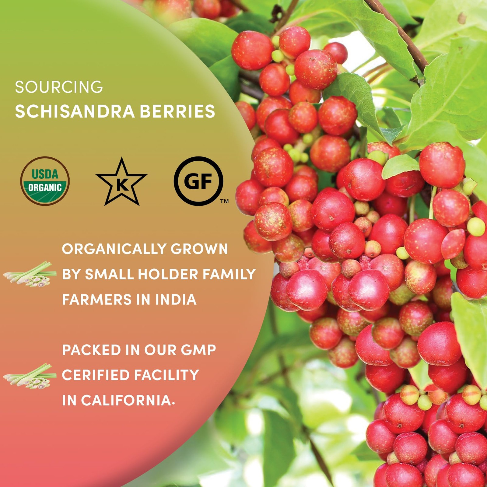 Organic Schisandra Berries, 1lb, tea cut for best infusion. 100% Schisandra c…