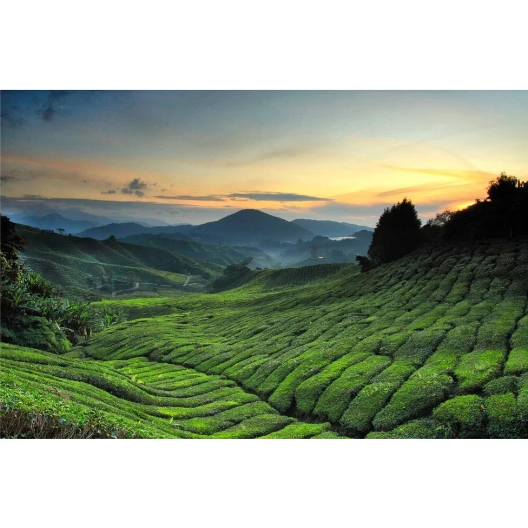 BOH Plantation TEH TARIK Kurang Manis Less Sweet 12 Packet 27g each Malaysia Tea