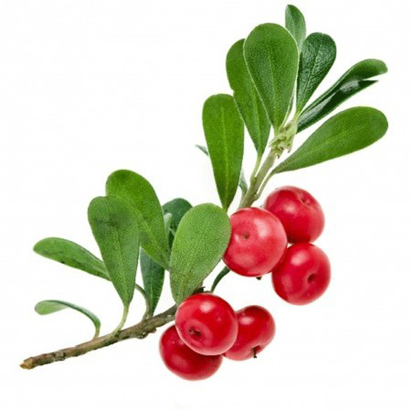Uva Ursi Leaves – Dried Arctostaphylos Uva-ursi Whole Leaves 100% from Nature