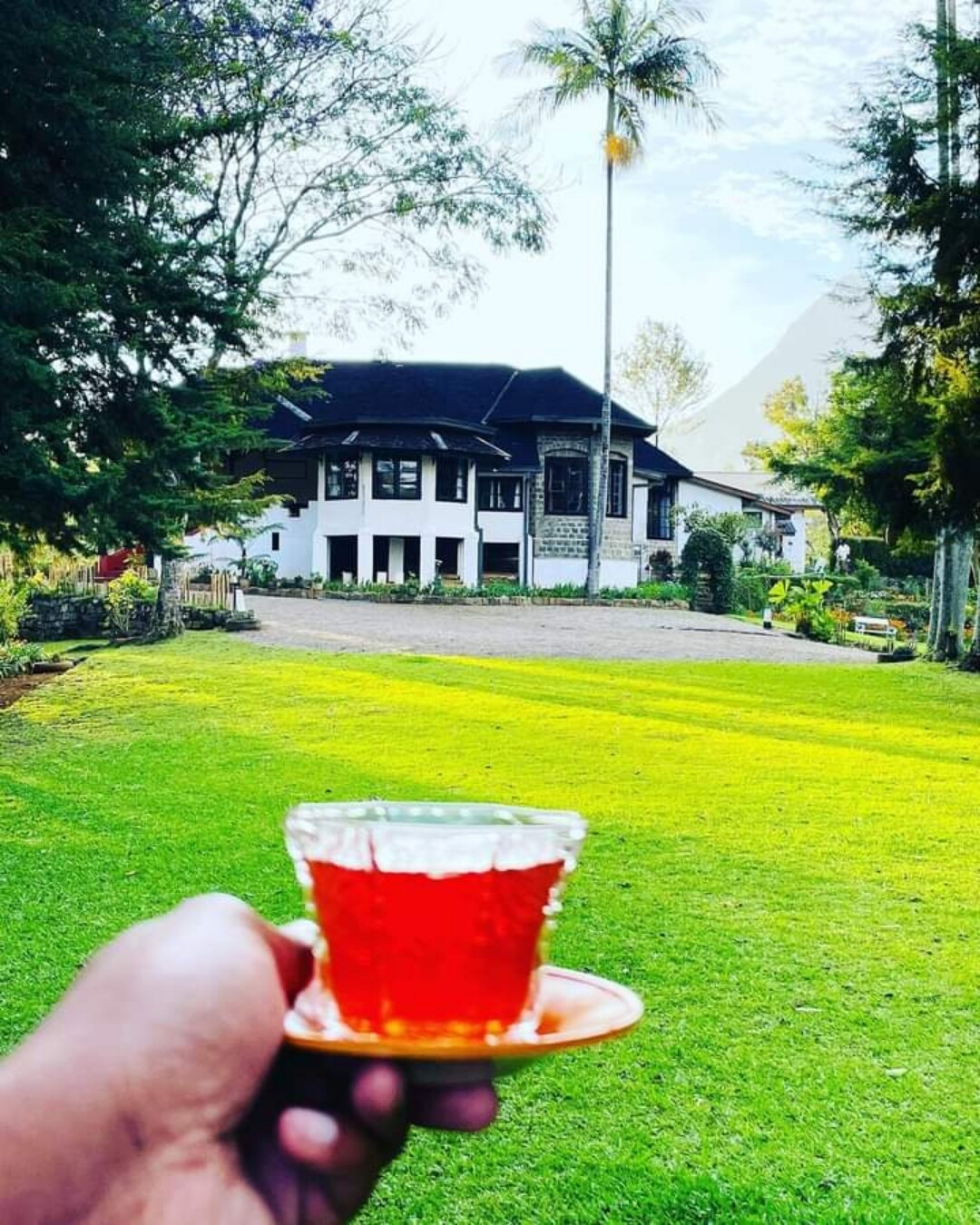 Organic Black Tea Ceylon The Finest Sri Lanka Black Tea Loose Leaf Tea