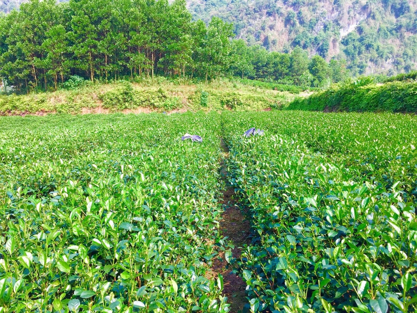 Green Tea – Thai Nguyen – Vietnam (200g)