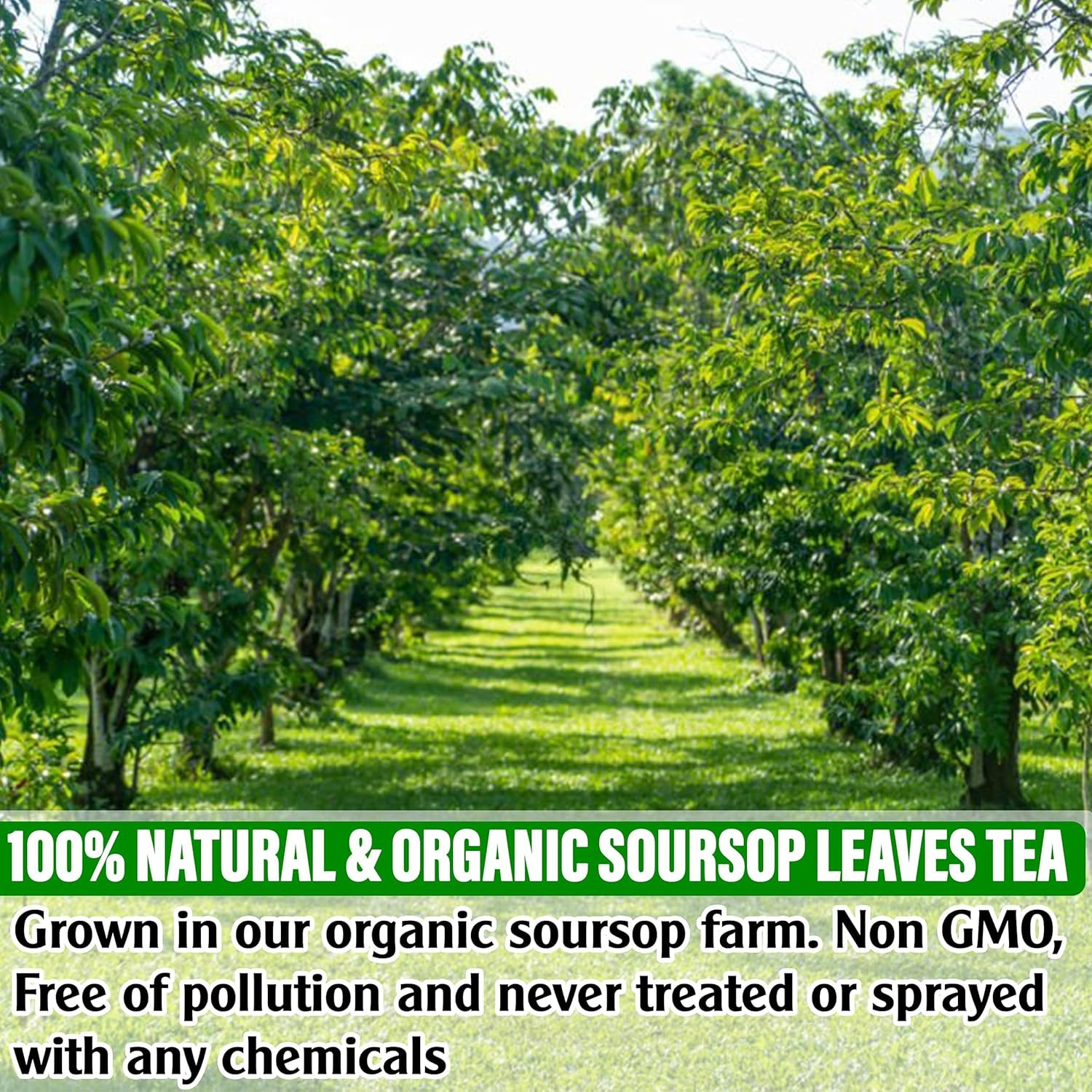KEYXE – USDA Organic Soursop Graviola Leaves Tea 50 Bags. Non-Gmo Verified , 100