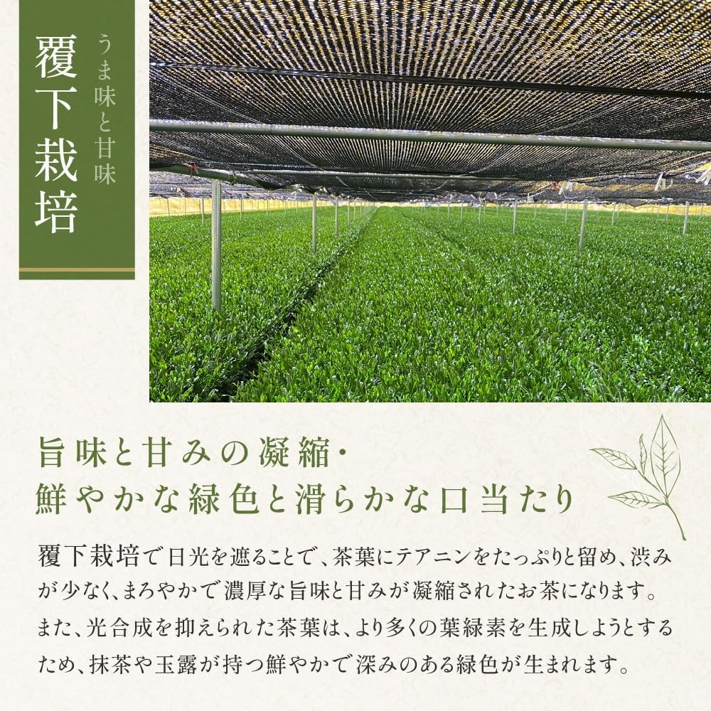 KATSUHIKO Premium Uji Organic Matcha Ceremonial Grade Green Tea Powder 30g Japan