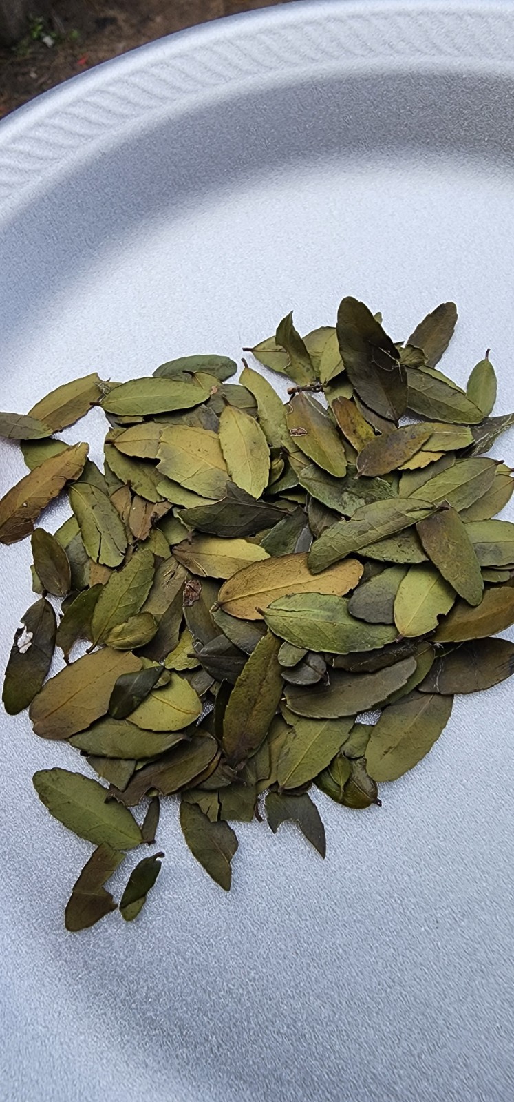Yaupon Holly Tea – Light Roast – 2 oz.