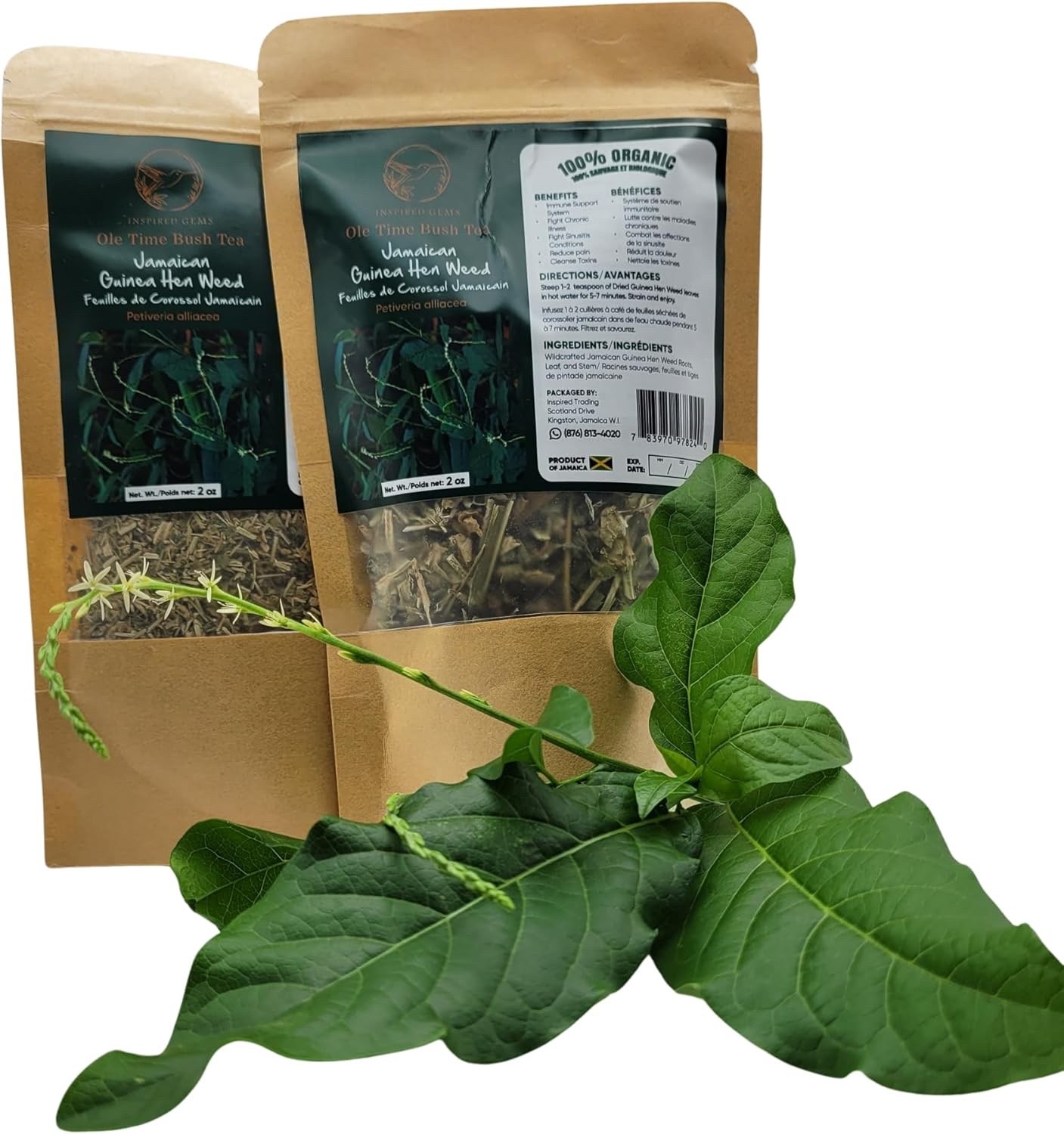 Jamaican Guinea Hen Weed Tea 2 Pack Anamu Leaves Handpicked Available in US & CA