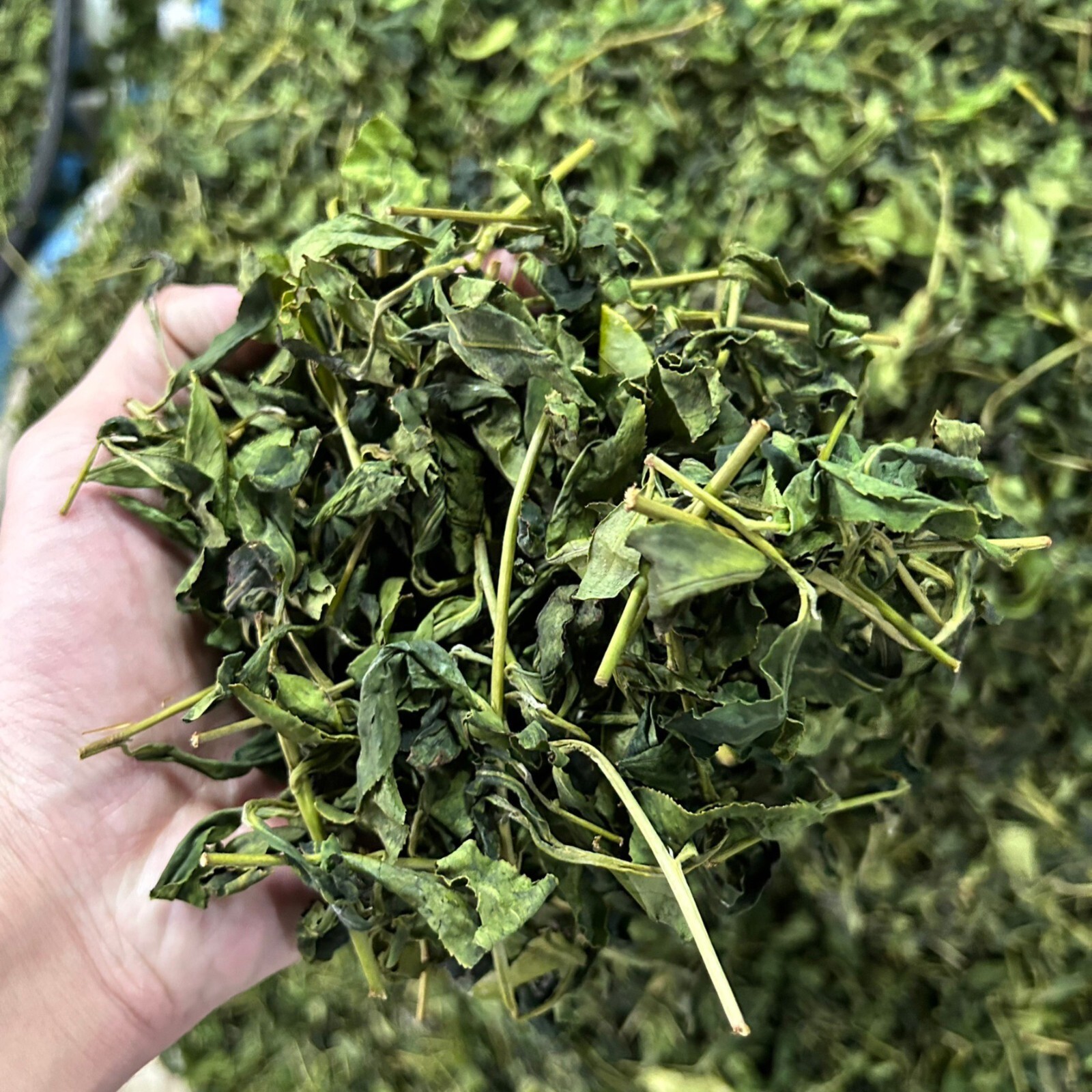 Taiwan unique tea,Chin-Shin-Oolong,Dayuling winter tea,75g*8