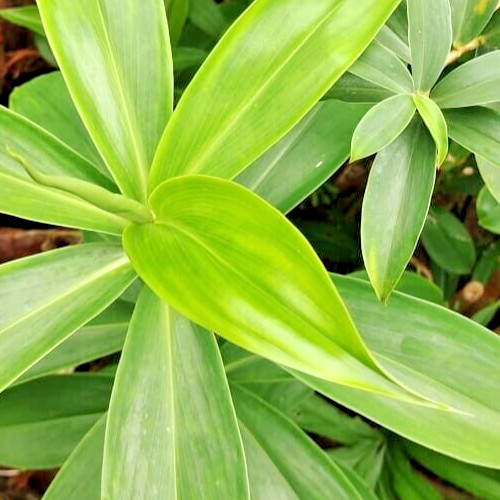 Dried Insulin Plant Leaves Costus Igneus Thebu Crepe ginger Herbal Organic Tea