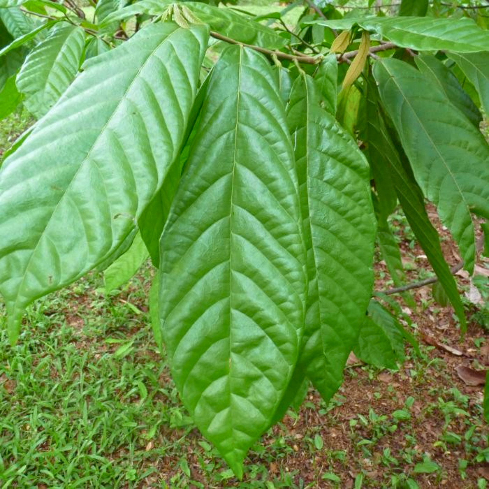 250+ DRIED COCOA LEAVES 100%Pure Organic Ceylon High Quality Chocolate Leaf Tea