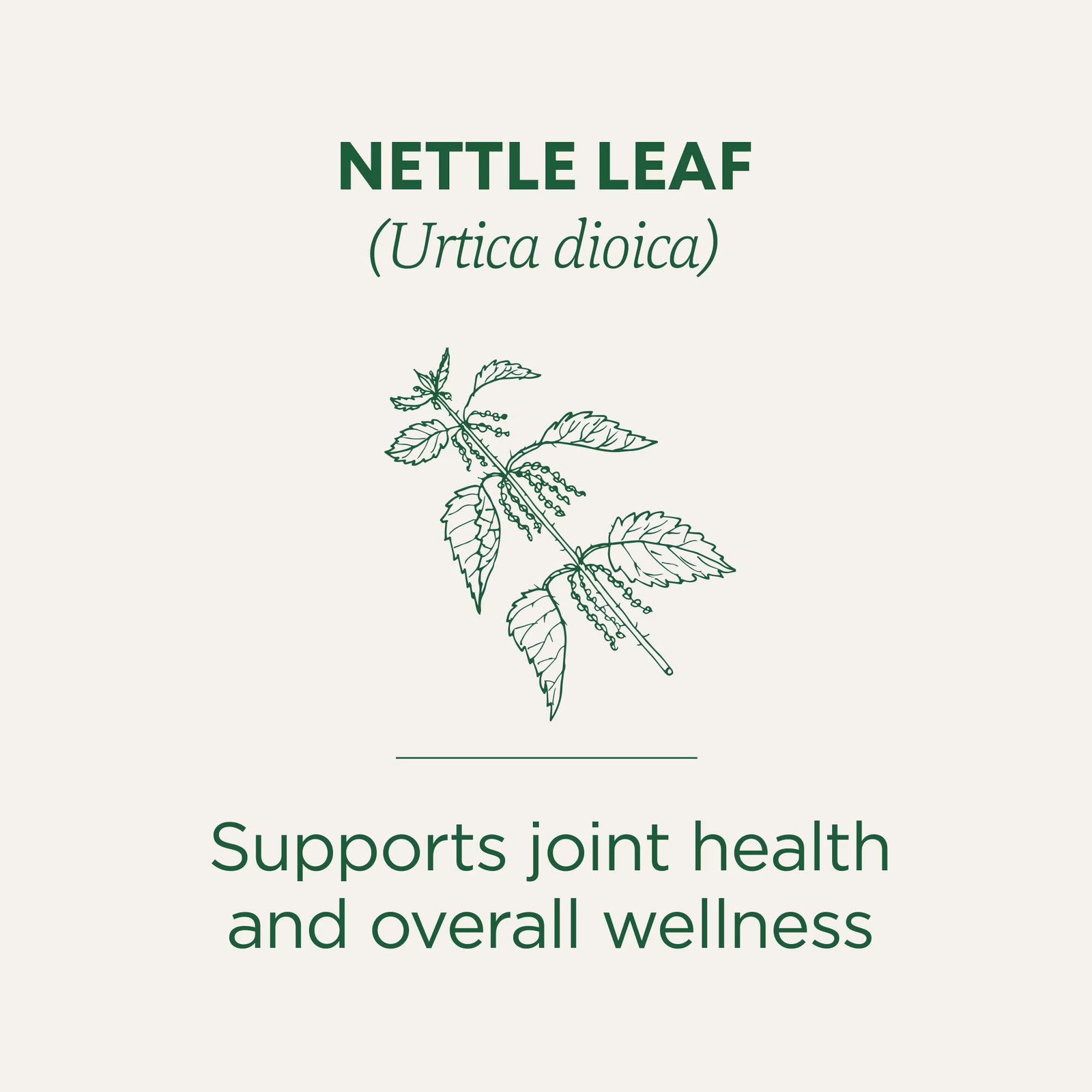 Organic Nettle Leaf Herbal Tea Bags