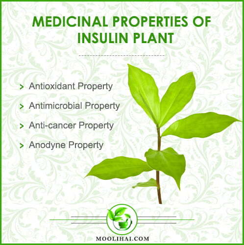 Dried Insulin Plant Leaves Costus Igneus Thebu Crepe ginger Herbal Organic Tea