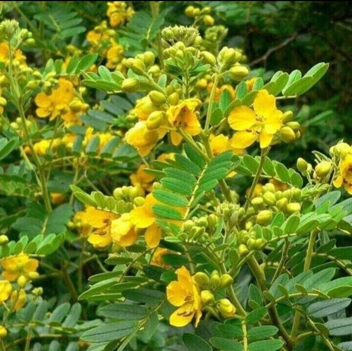 Ceylon Ayurveda Herbal Drink Ceylon Tea Cassia Auriculata Ranawara Mal Natural