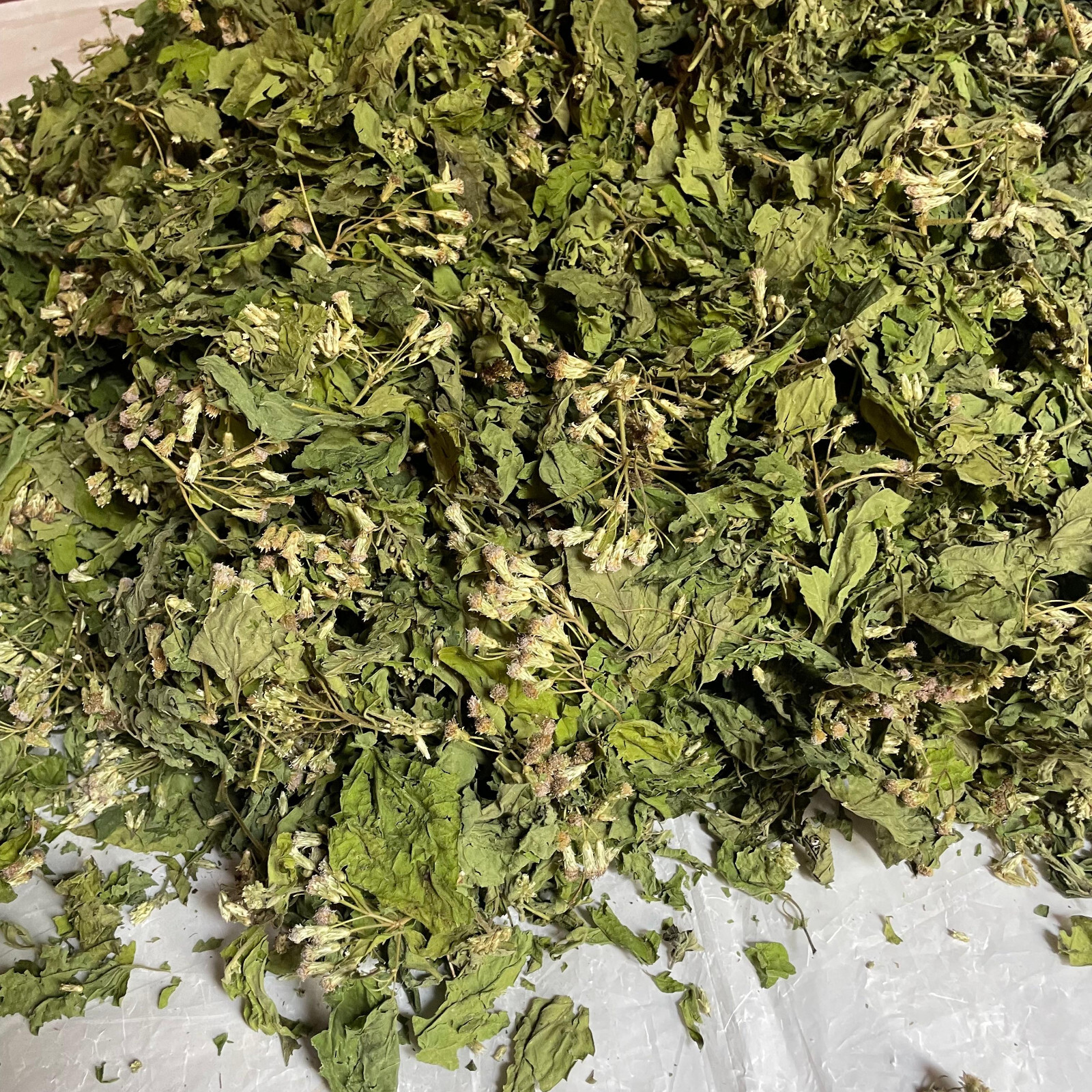 Ceylon Calea Zacatechichi Mexican Dream Herb 100% Organic Pure Herbal Tea