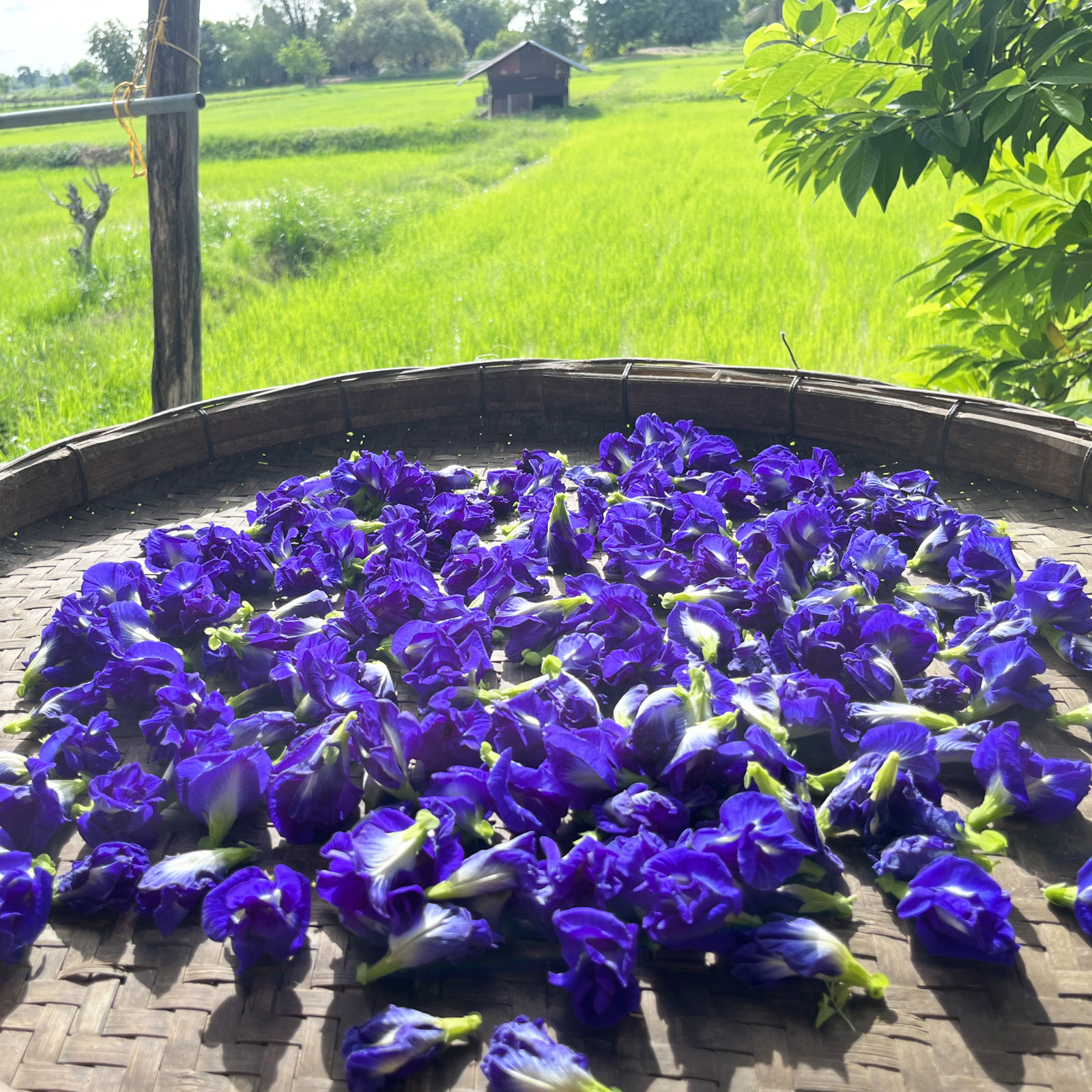 Butterfly Pea Tea 100% Organic herbal infusion – FREE SHIPPING