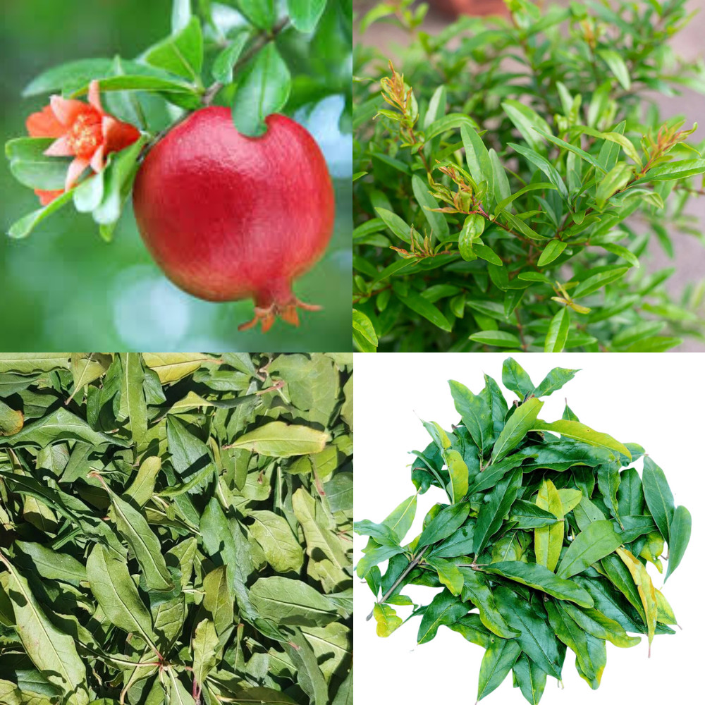 Dried Pomegranate Leaves 25g | Natural Fresh Ceylon Herbal Tea | 1, 2, 4 Pack