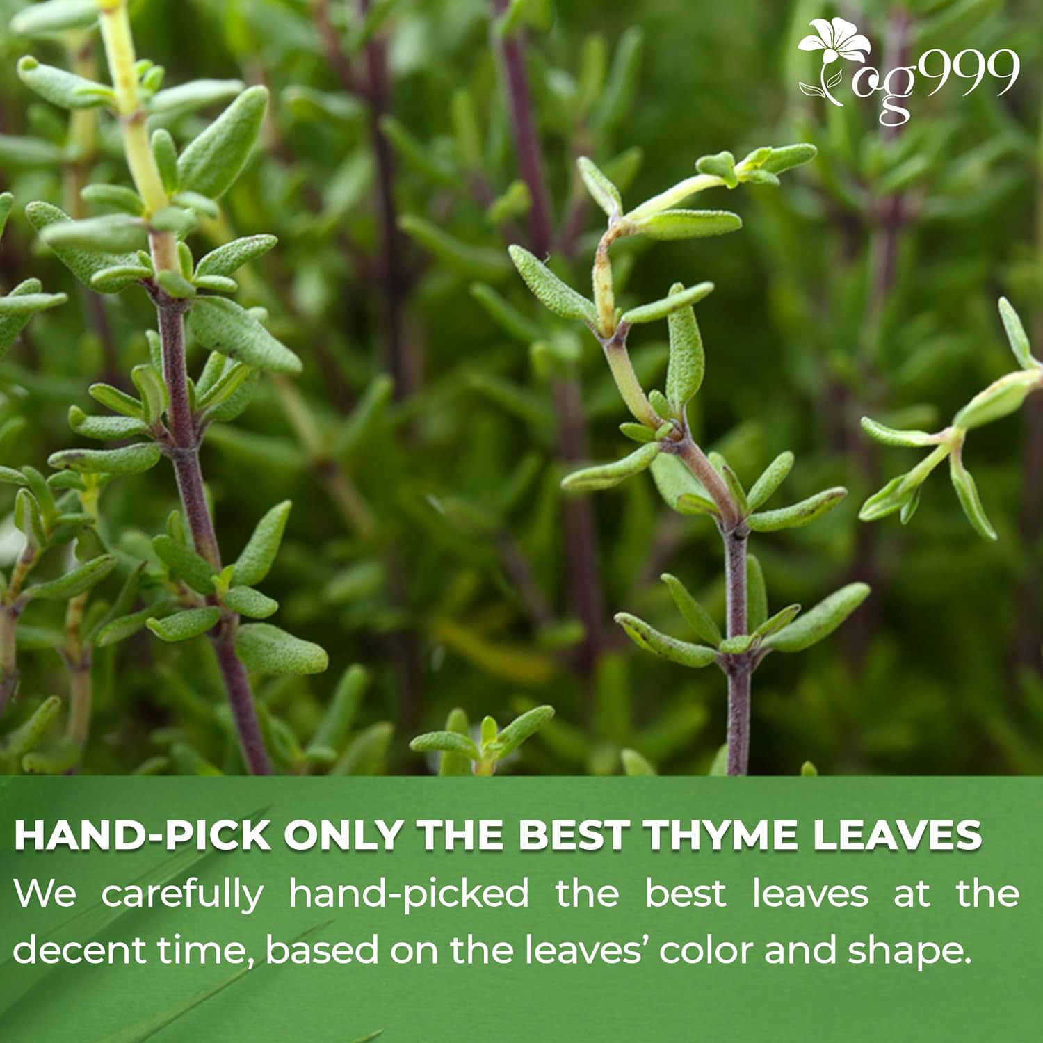 TOG999, 40 Thyme Leaf Tea Bags, 100% Natural & Pure Thyme Leaves. Loose Leaf No