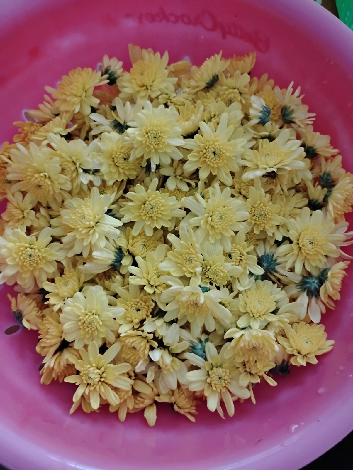 Tra HOA Cuc-Dried Organic Yellow Chrysanthemum Flower Tea- 3 oz -USA Product