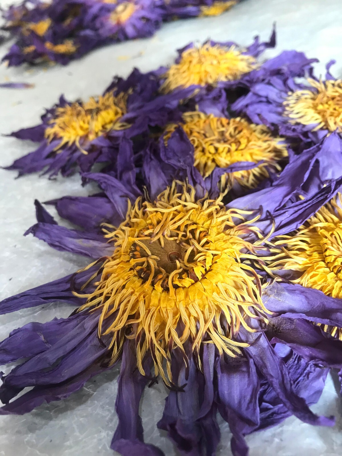Dried BLUE LOTUS nymphaea caerulea Egyptian Organic Whole Flowers Herbal Tea