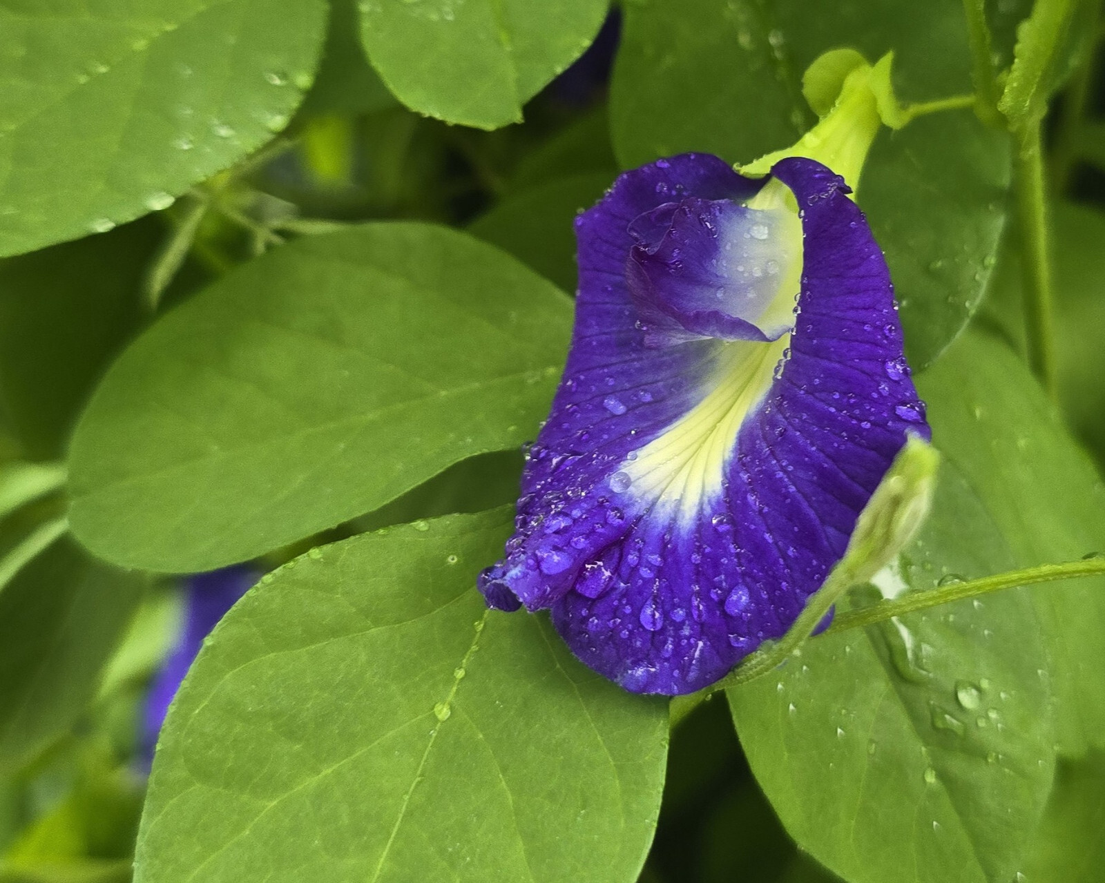 25g Dried Butterfly Pea Flowers 100% Organic – Clitoria ternatea | Herbal Tea