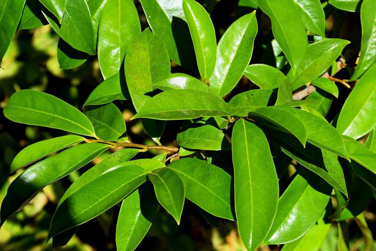 ORGANIC Soursop Guanabana Leaves for Tea 120 gram (more 320 leaves)