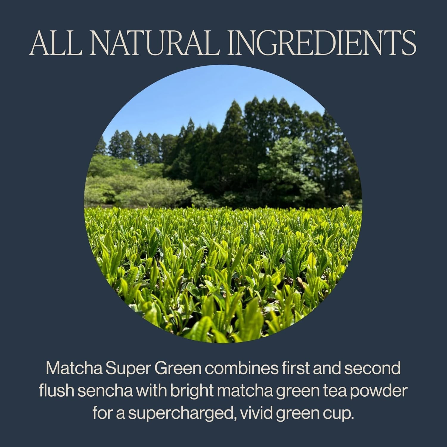 Matcha Super Green Tea – Organic, Caffeinated Sachet Tea Bags, Umami Japanese…