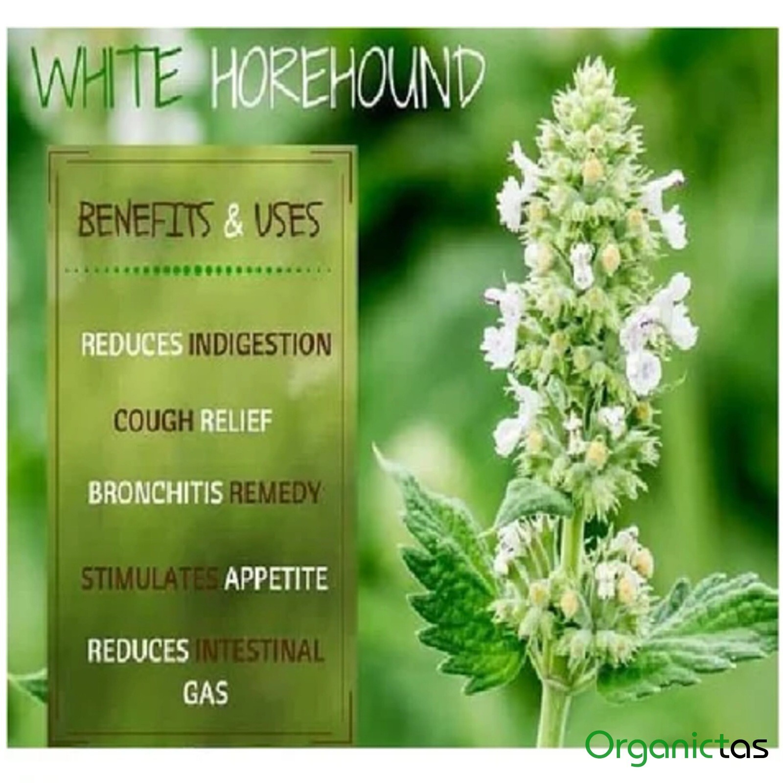 White Horehound Herb Tea – Dried, Cut & Loose Premium Organic Quality Marrubium